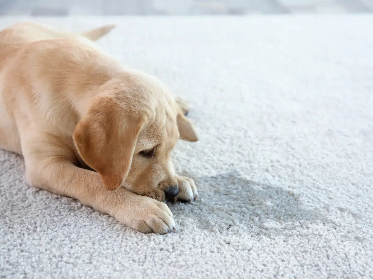 Squeaky Clean Team puppy looking at urine stain